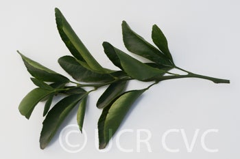 citradiatrifoliatexsourorangehybridcrc1436006.jpg