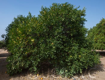 citrondarintrifoliatexsatsumahybridcrc3881001.jpg