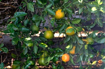 citrondarintrifoliatexsatsumahybridcrc3881006.jpg