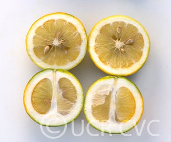 citrumelocrc1452009.jpg