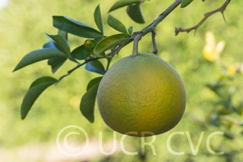 citrumelocrc3348006.jpg