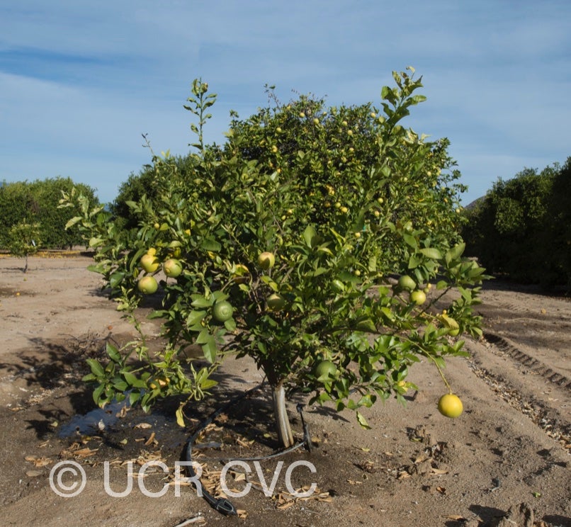 citrus_excelsa_papeda_hybrid_crc_2316_001.jpg