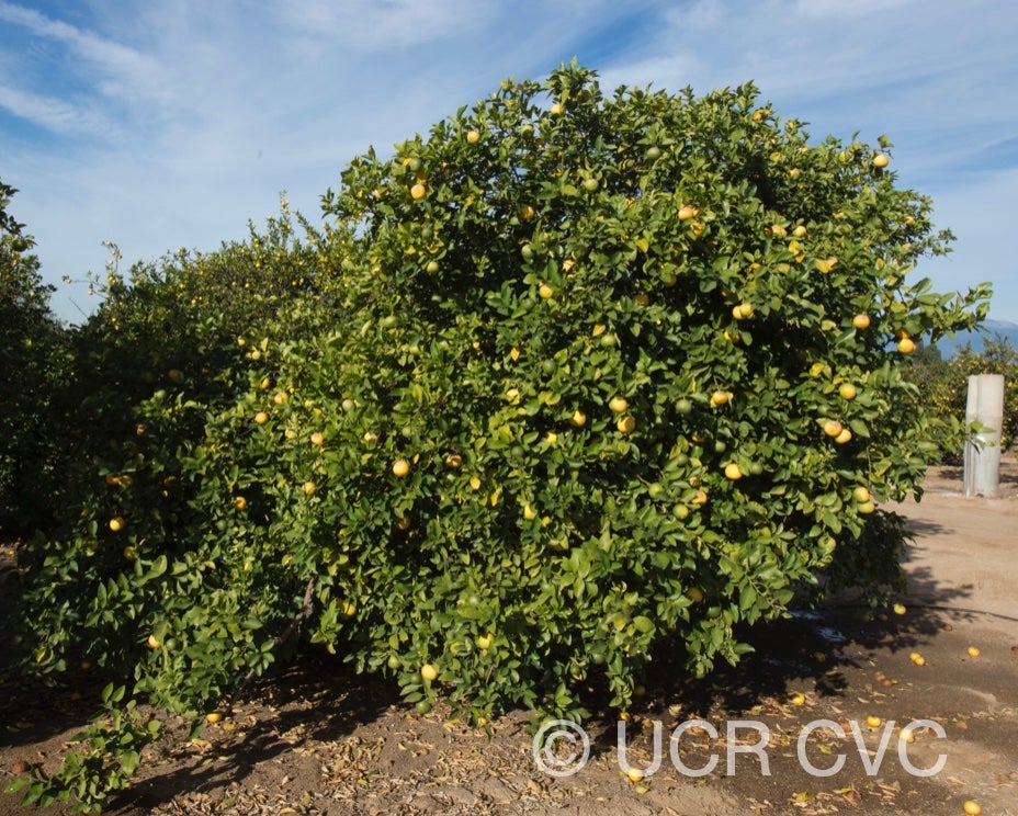 citrus_excelsa_papeda_hybrid_crc_2892_002.jpg