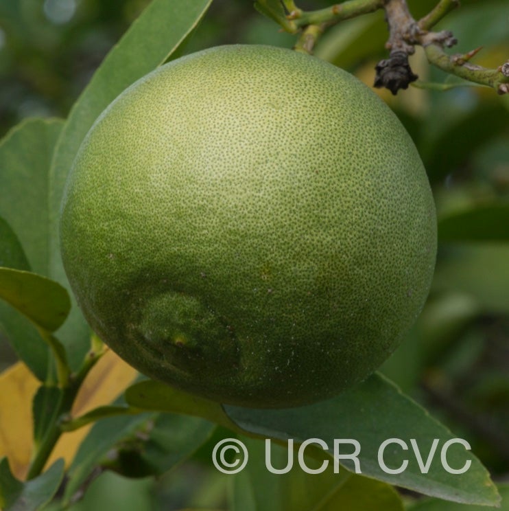 citrus_excelsa_papeda_hybrid_crc_2892_003.jpg