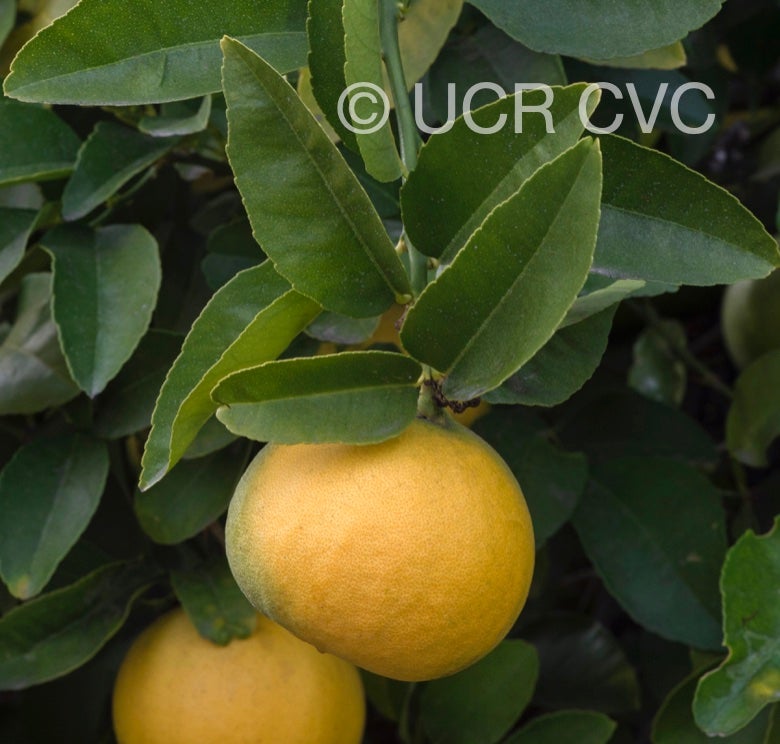 citrus_excelsa_papeda_hybrid_crc_2892_005.jpg