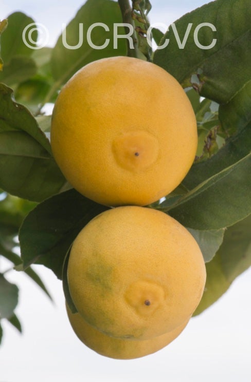 citrus_excelsa_papeda_hybrid_crc_2892_006.jpg