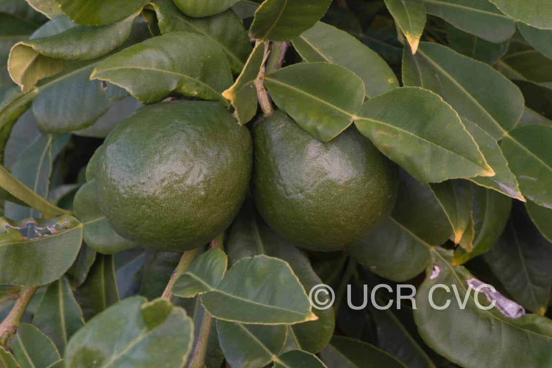 citrus_hystrix_cabuyao_crc_432_004.jpg