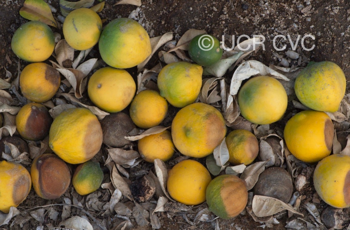 citrus_hystrix_cabuyao_crc_432_006.jpg