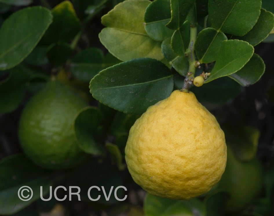 citrus_hystrix_crc_3103_003.jpg