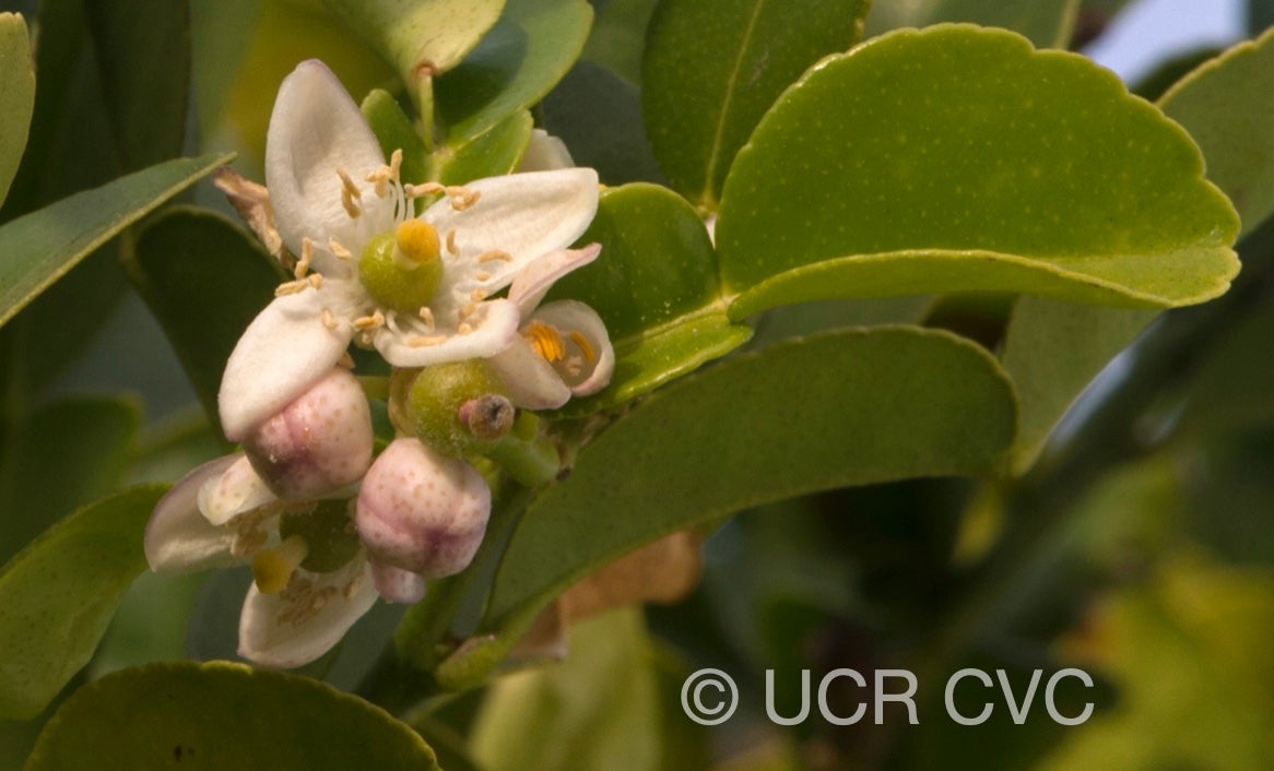 citrus_hystrix_crc_3103_004.jpg