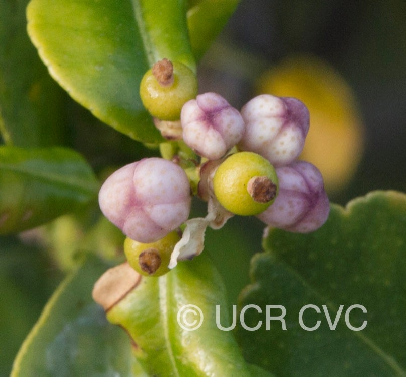 citrus_hystrix_crc_3103_005.jpg