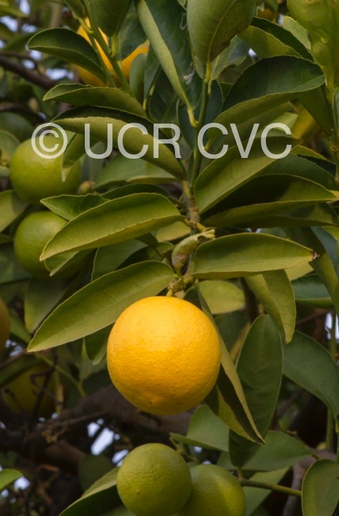 citrus_limettoides_sweet_lime_crc_919_002.jpg