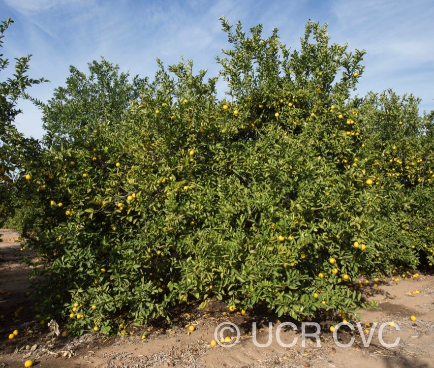 citrus_limettoides_sweet_lime_crc_921_002.jpg