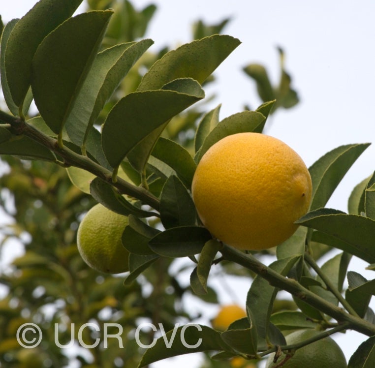 citrus_limettoides_sweet_lime_crc_921_004.jpg