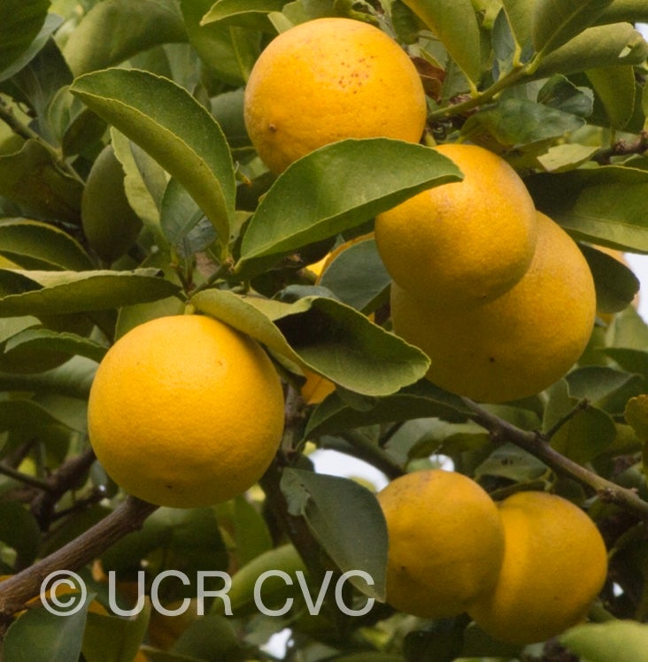 citrus_limettoides_sweet_lime_crc_921_006.jpg