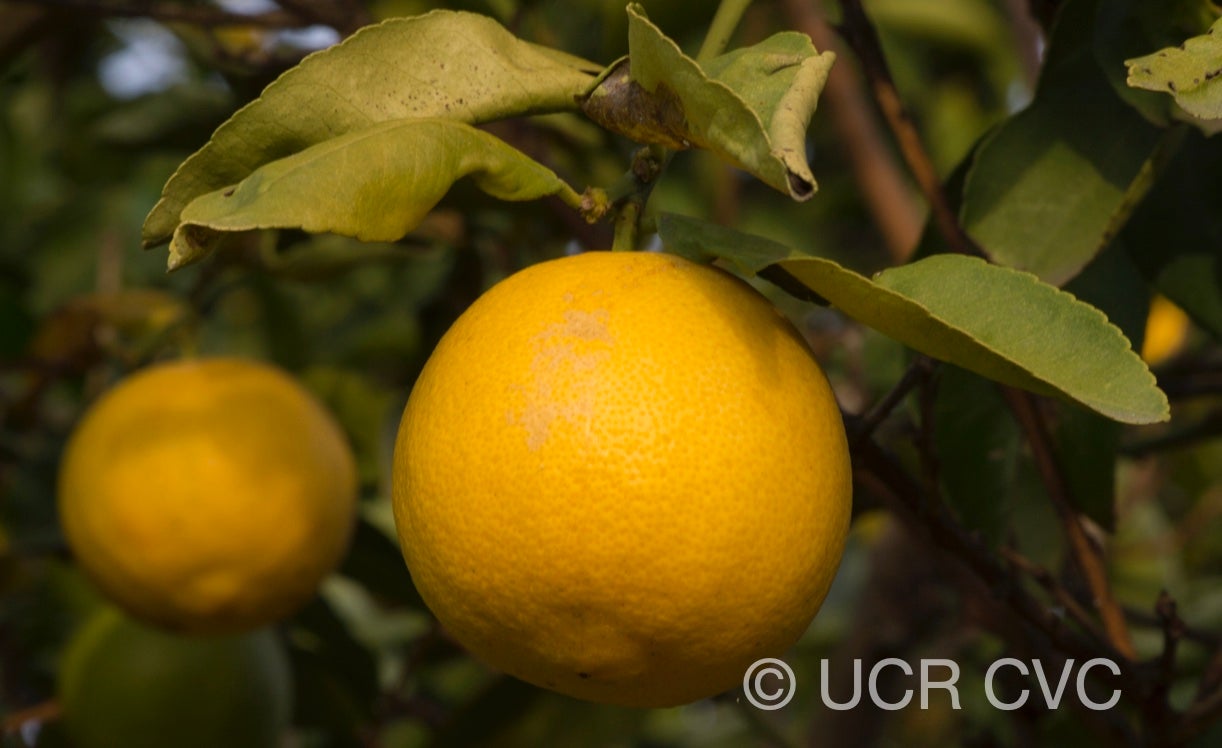 citrus_limettoides_sweet_lime_crc_921_009.jpg