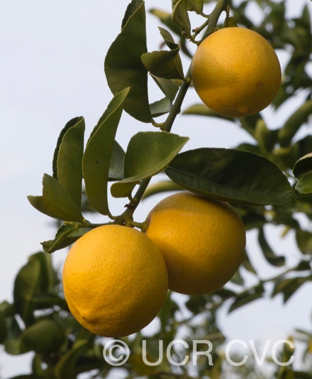 citrus_limettoides_sweet_lime_crc_921_010.jpg
