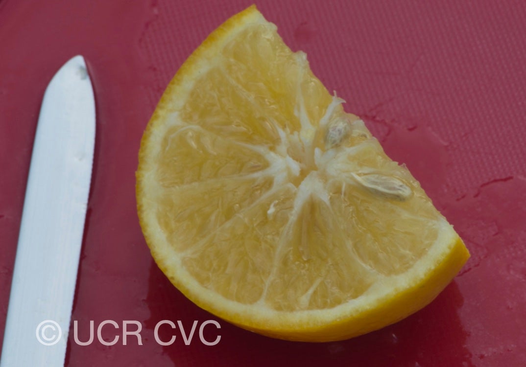 citrus_longispina_papeda_talamisan_winged_lime_crc_2320_008.jpg