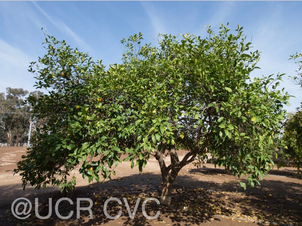citrus_pennivesiculata_crc_2434_007.jpg