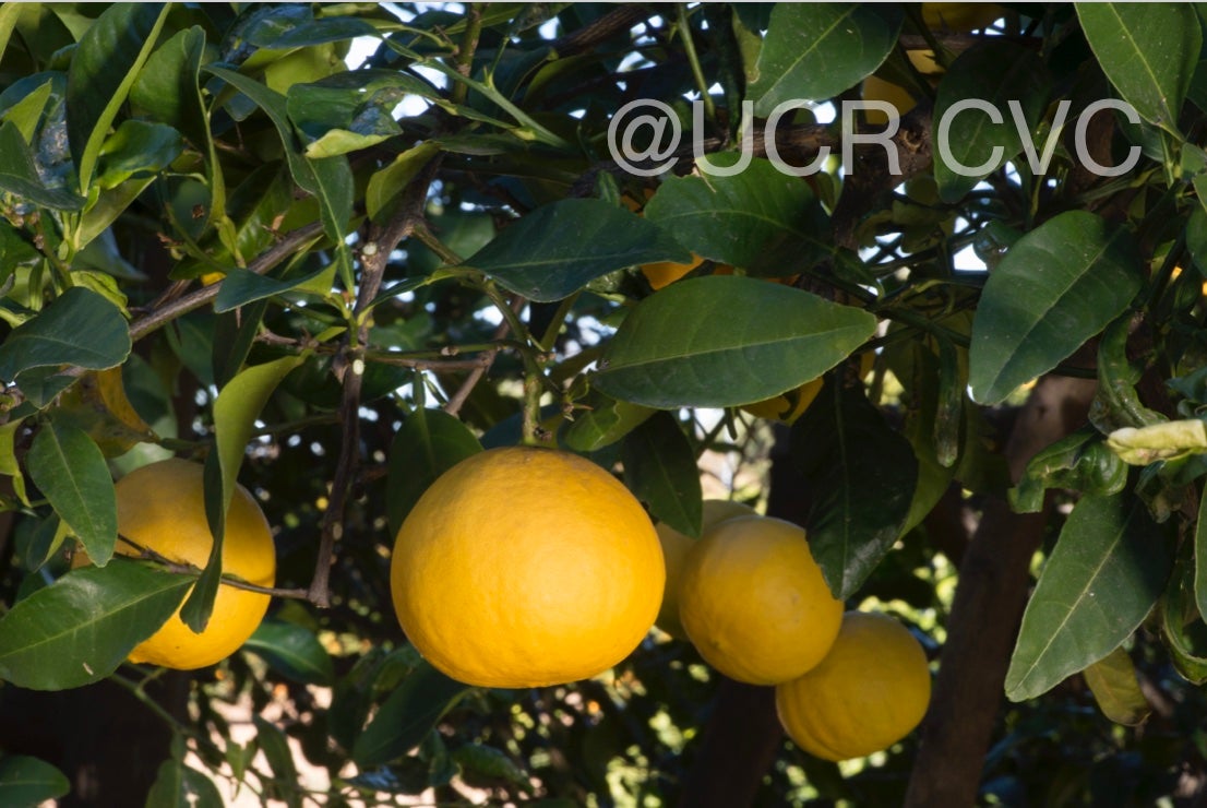 citrus_pennivesiculata_crc_2434_011.jpg