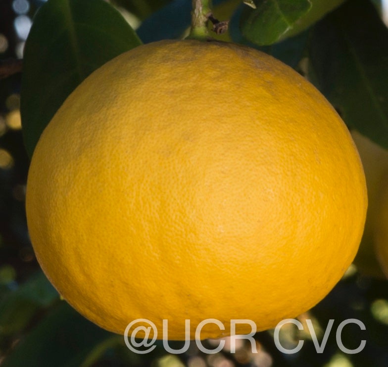 citrus_pennivesiculata_crc_2434_012.jpg