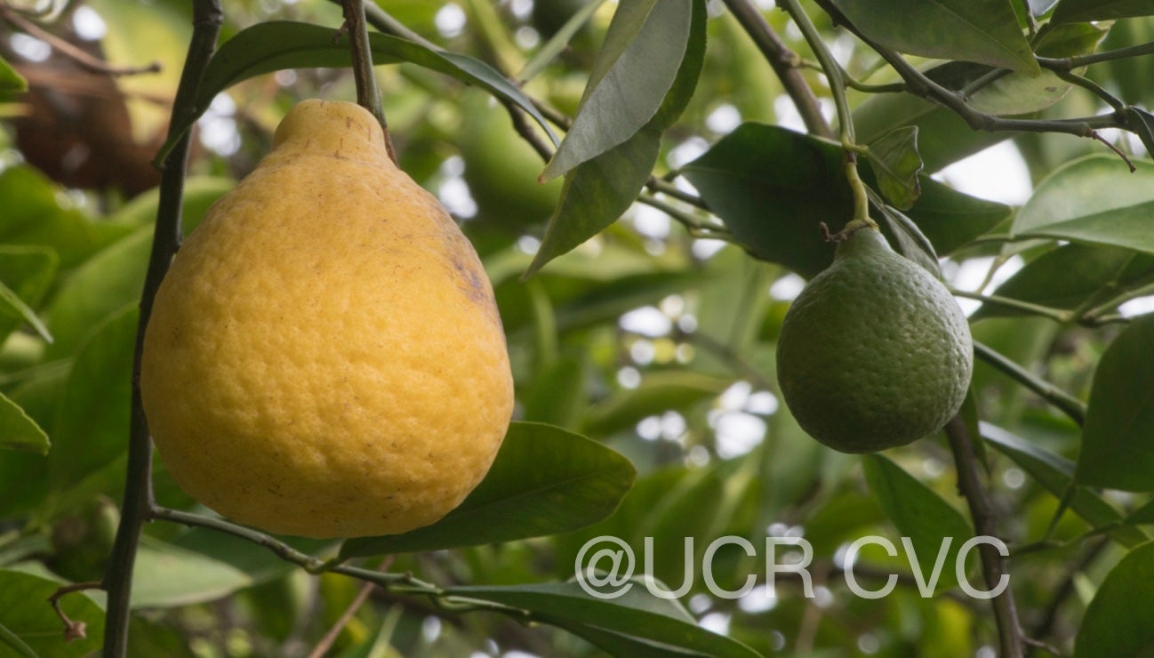 citrus_ujukitsu_crc_3467_003.jpg