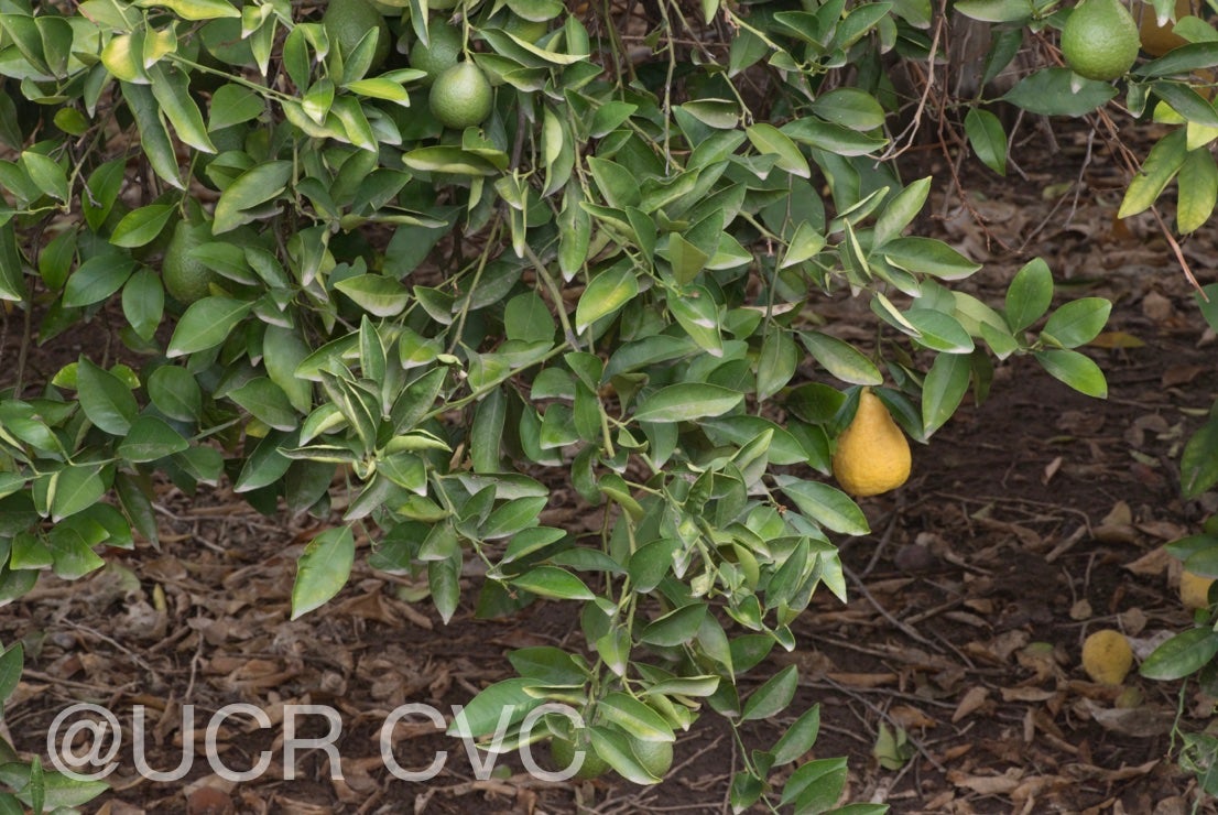 citrus_ujukitsu_crc_3467_004.jpg