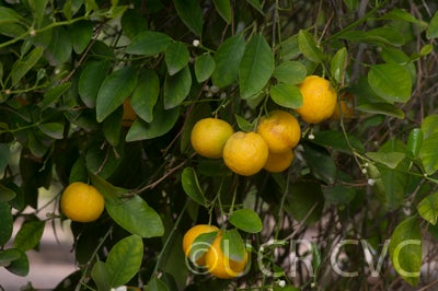 citrusamblycarpamandarincrc2485008.jpg