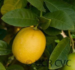 citrusassamensislemonhybridcrc3173004.jpg