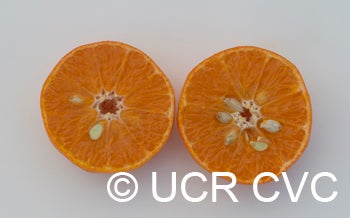 citrusbenikojiitangorcrc3149003.jpg