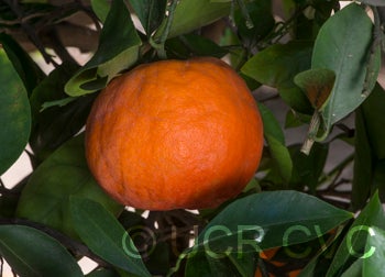 citrusbenikojiitangorcrc3149004.jpg