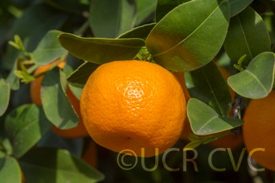 citrusdepressashekwashamandarincrc2448007.jpg
