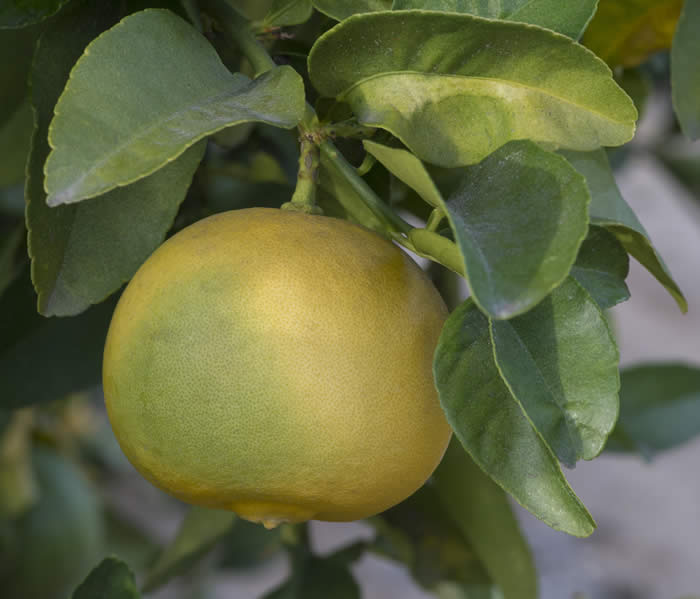 citrusexcelsapapedahybridcrc3765003.jpg