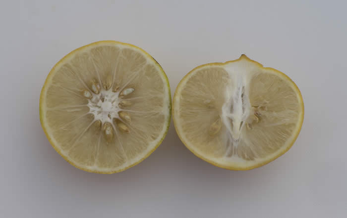 citrusexcelsapapedahybridcrc3765009.jpg