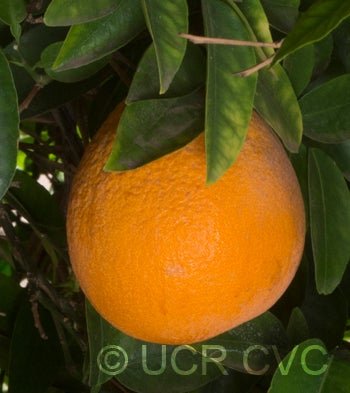 citrusfunadokotangorcrc3274004.jpg