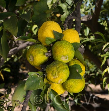 citrushanayucrc3469004.jpg