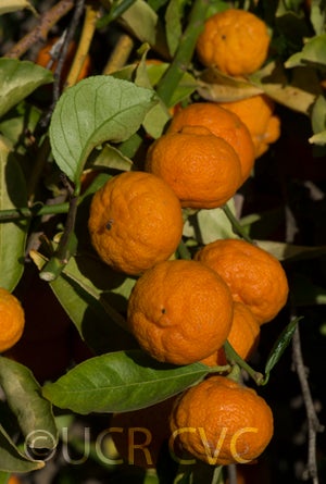citrusindicahybridcrc3163009.jpg