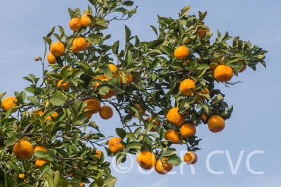 citruskerajimandarincrc3144005.jpg