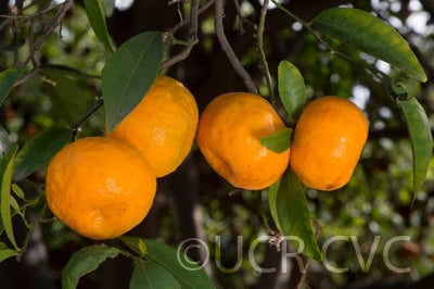 Kinokuni mandarin CRC 0696 003