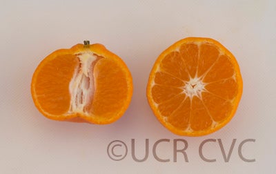 citruskinokunimukakukishucrc3887005.jpg