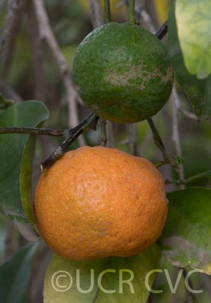 citruslycopersicaformiscrc3564005.jpg