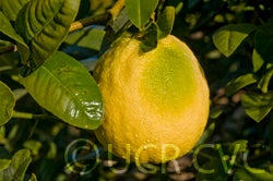 citrusmegaloxycarpacrc3241007.jpg
