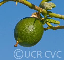 citrusmegaloxycarpacrc3241008.jpg