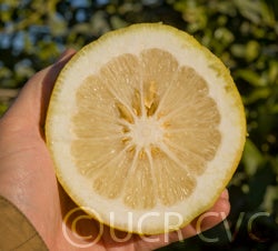 citrusmegaloxycarpacrc3241010.jpg