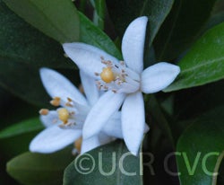 Citrus reticulata 001.jpg