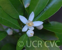 Citrus reticulata 002.jpg