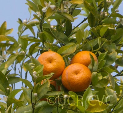 citrusreticulatamandarincrc3239005.jpg