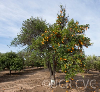 Citrus reticulata citrusreticulataponkanmandarincrc3812001a.jpg