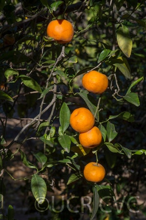 citrussunkimandarincrc3143003.jpg