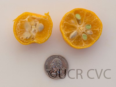 citrustachibanamandarincrc3158006.jpg